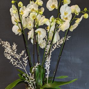 Large White Orchid